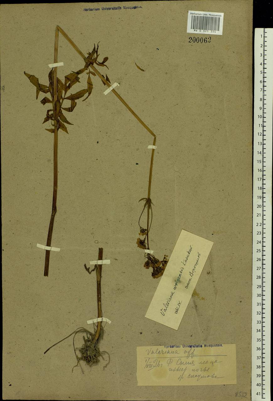 Valeriana wolgensis Kazak., Eastern Europe, Northern region (E1) (Russia)