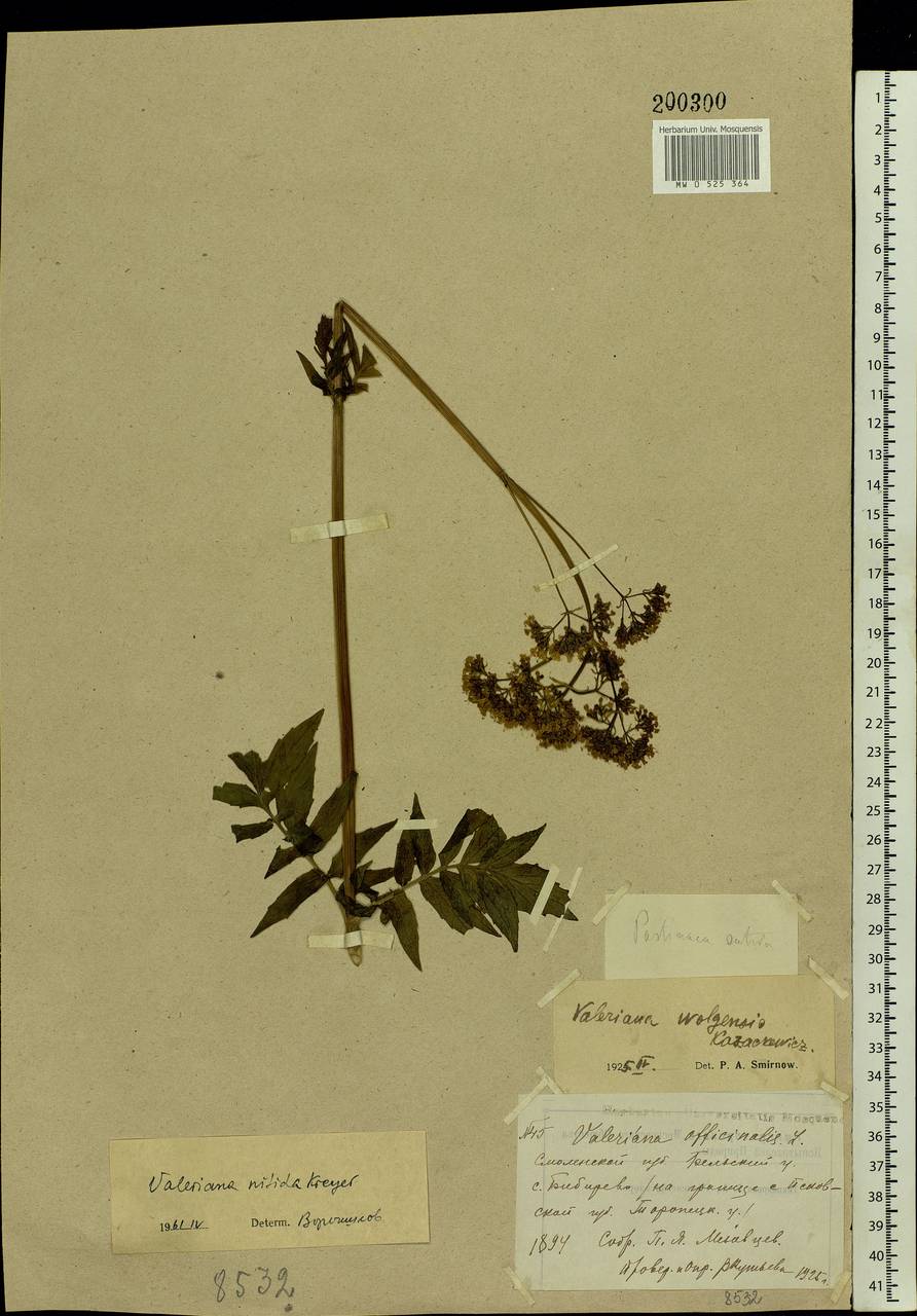 Valeriana wolgensis Kazak., Eastern Europe, North-Western region (E2) (Russia)