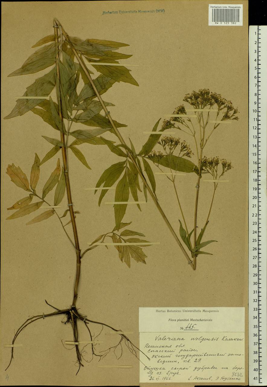 Valeriana wolgensis Kazak., Eastern Europe, Central region (E4) (Russia)