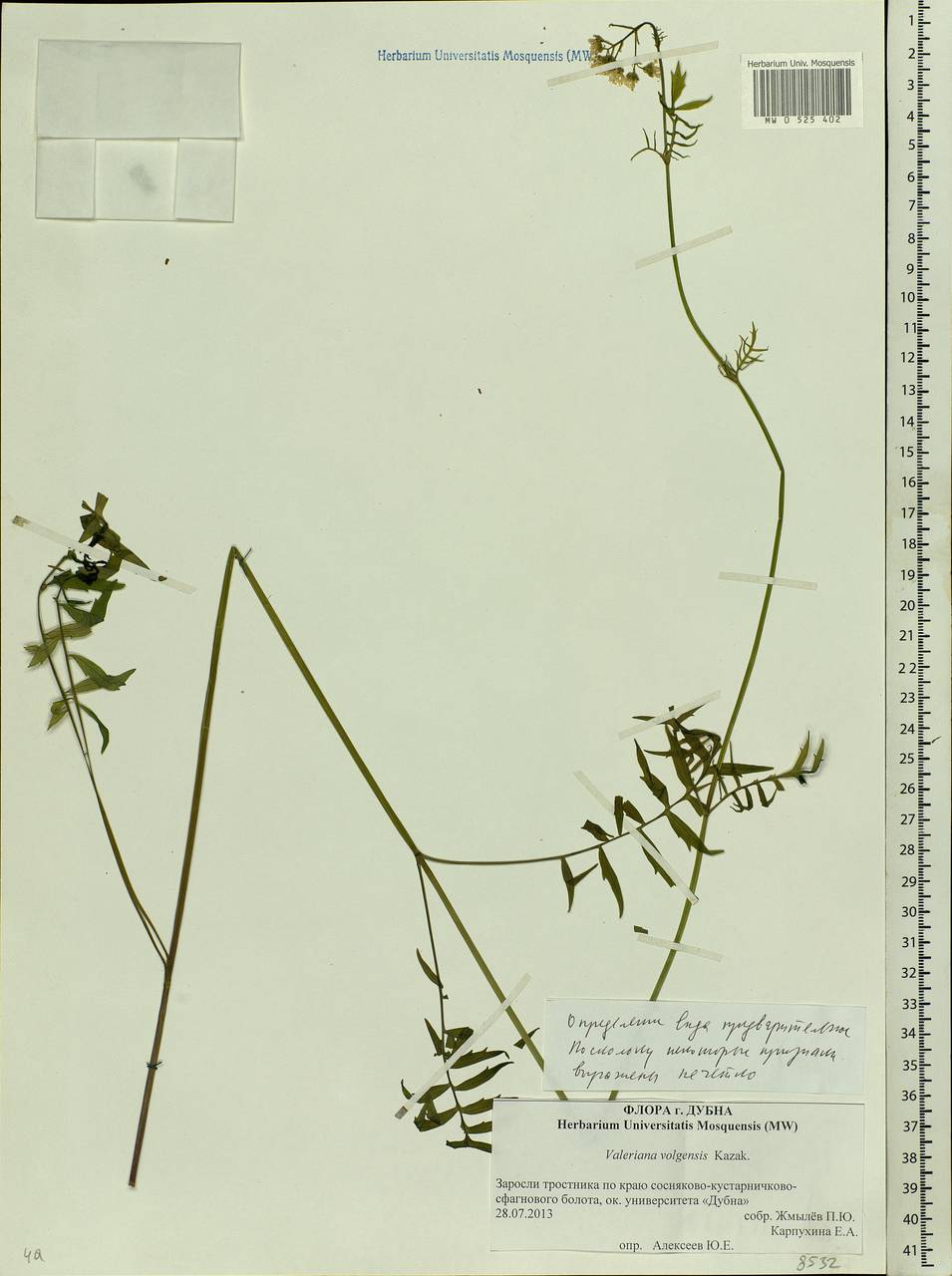 Valeriana wolgensis Kazak., Eastern Europe, Moscow region (E4a) (Russia)