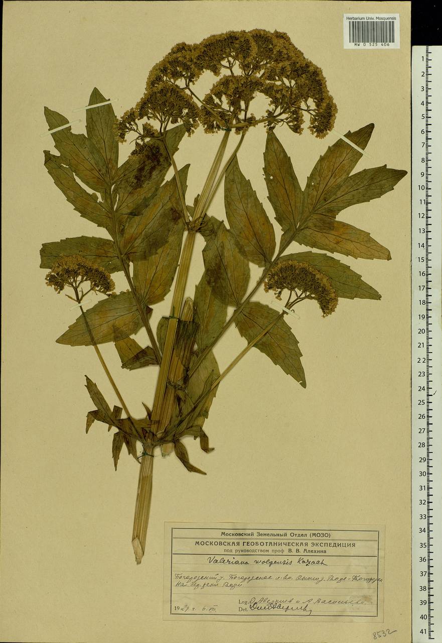 Valeriana wolgensis Kazak., Eastern Europe, Moscow region (E4a) (Russia)