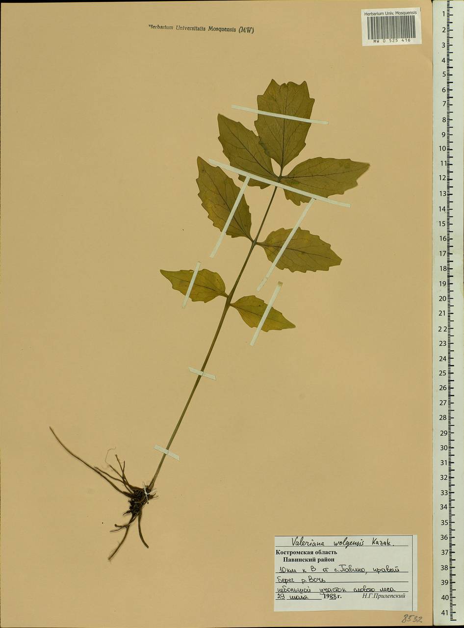 Valeriana wolgensis Kazak., Eastern Europe, Central forest region (E5) (Russia)