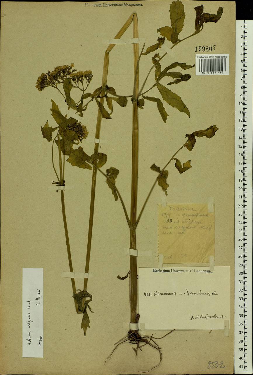 Valeriana wolgensis Kazak., Eastern Europe, Central forest region (E5) (Russia)