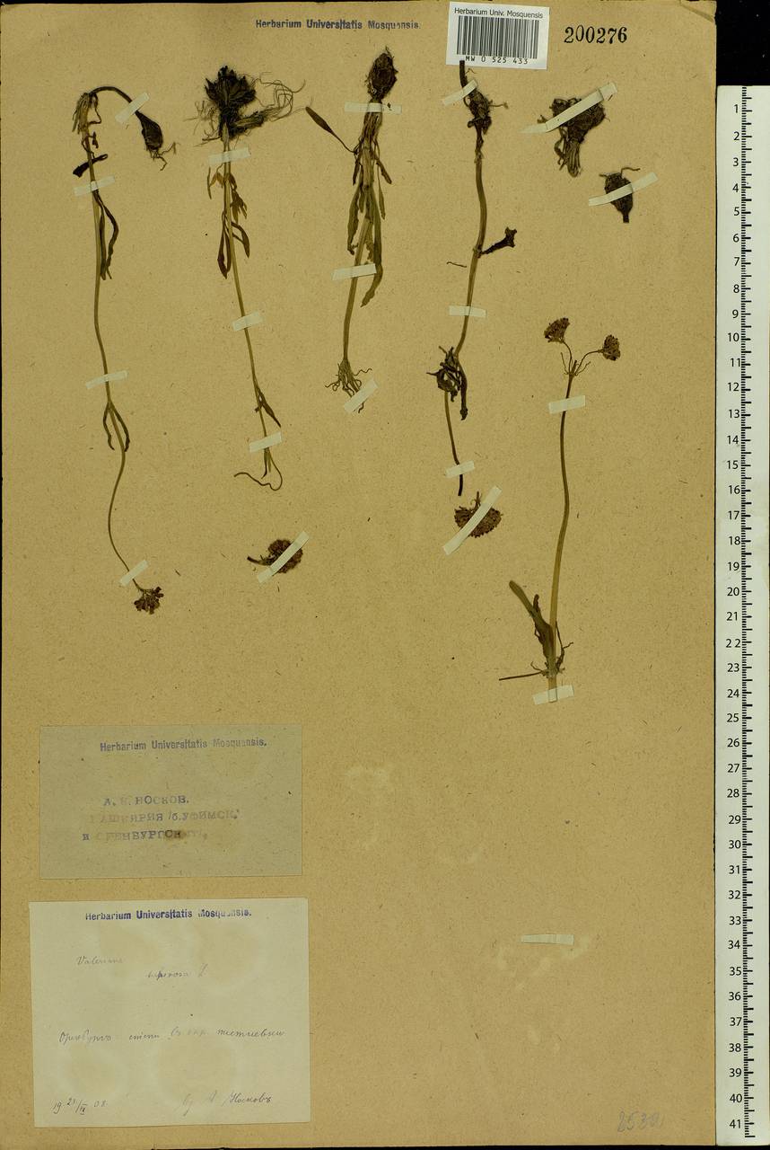 Valeriana tuberosa L., Eastern Europe, Eastern region (E10) (Russia)