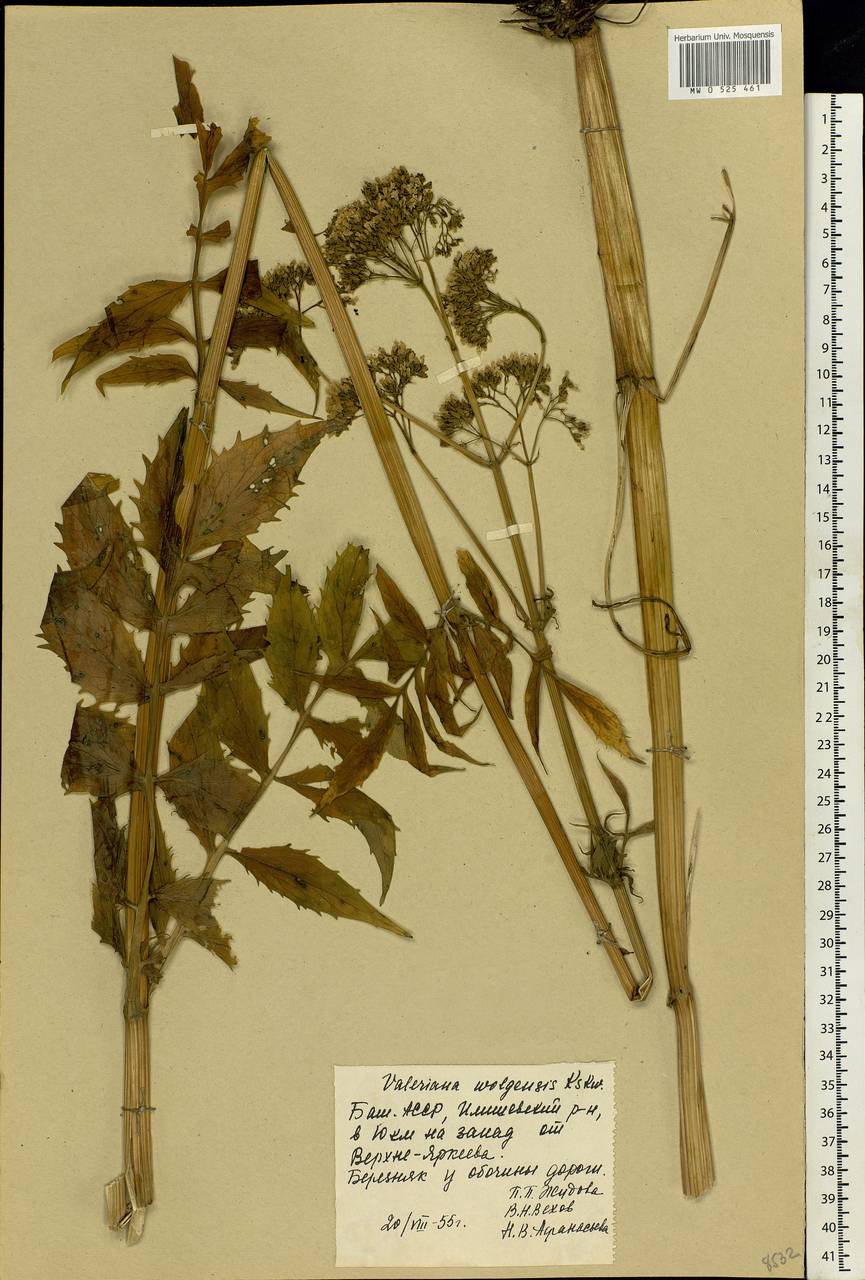 Valeriana wolgensis Kazak., Eastern Europe, Eastern region (E10) (Russia)