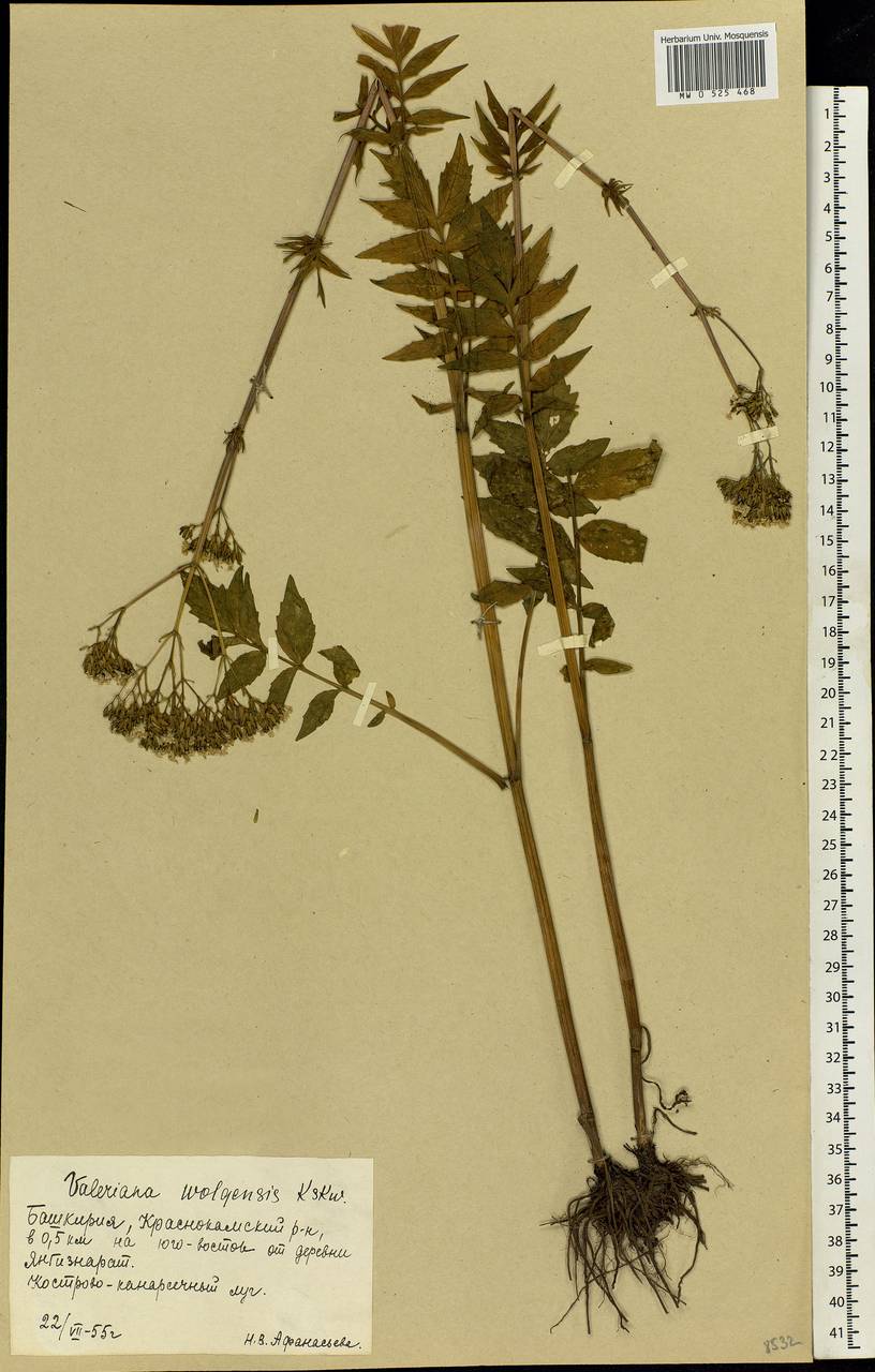 Valeriana wolgensis Kazak., Eastern Europe, Eastern region (E10) (Russia)