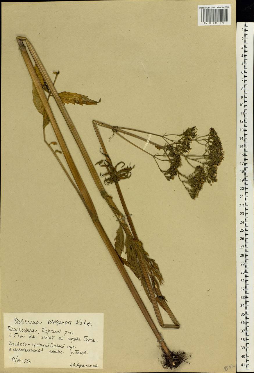 Valeriana wolgensis Kazak., Eastern Europe, Eastern region (E10) (Russia)