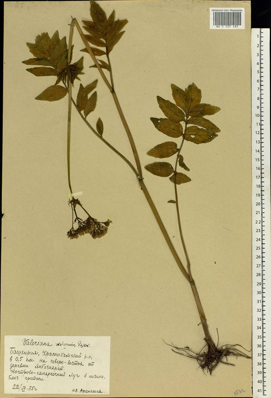 Valeriana wolgensis Kazak., Eastern Europe, Eastern region (E10) (Russia)