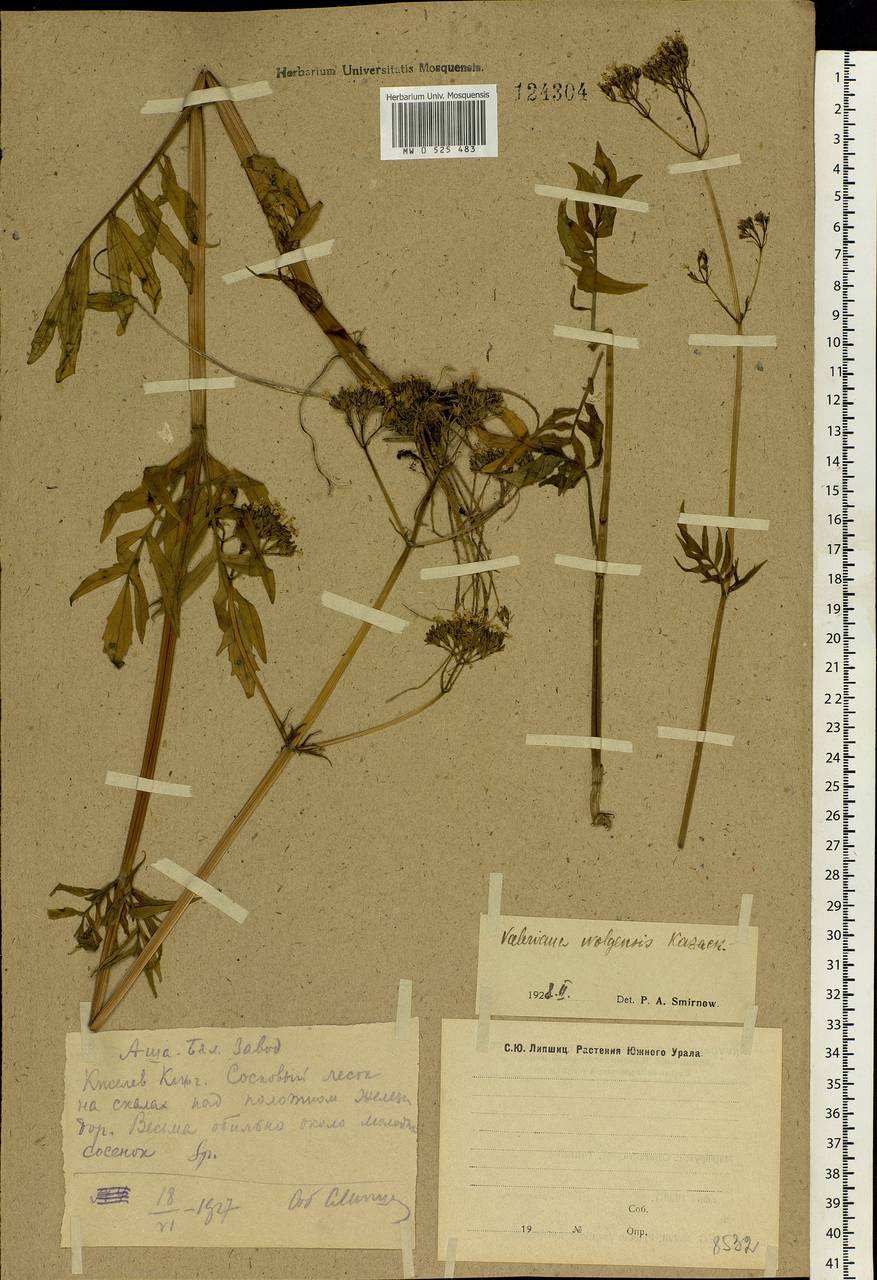 Valeriana wolgensis Kazak., Eastern Europe, Eastern region (E10) (Russia)