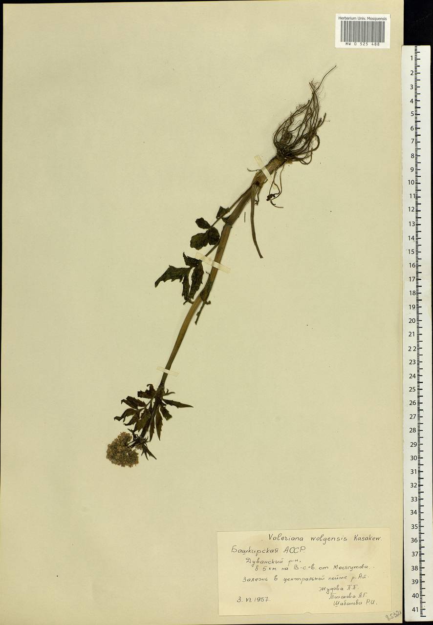 Valeriana wolgensis Kazak., Eastern Europe, Eastern region (E10) (Russia)