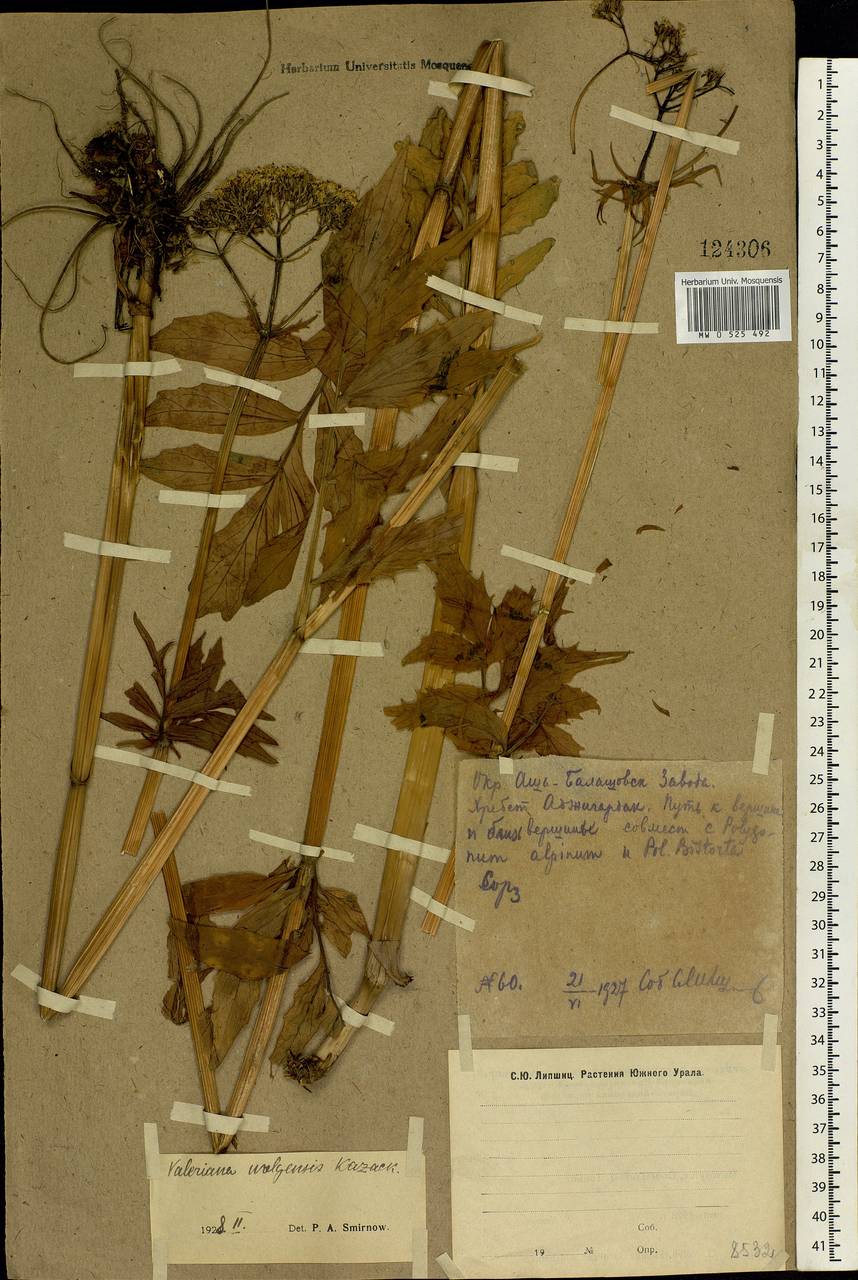 Valeriana wolgensis Kazak., Eastern Europe, Eastern region (E10) (Russia)