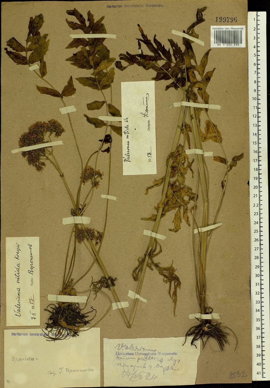 Valeriana wolgensis Kazak., Eastern Europe, North Ukrainian region (E11) (Ukraine)