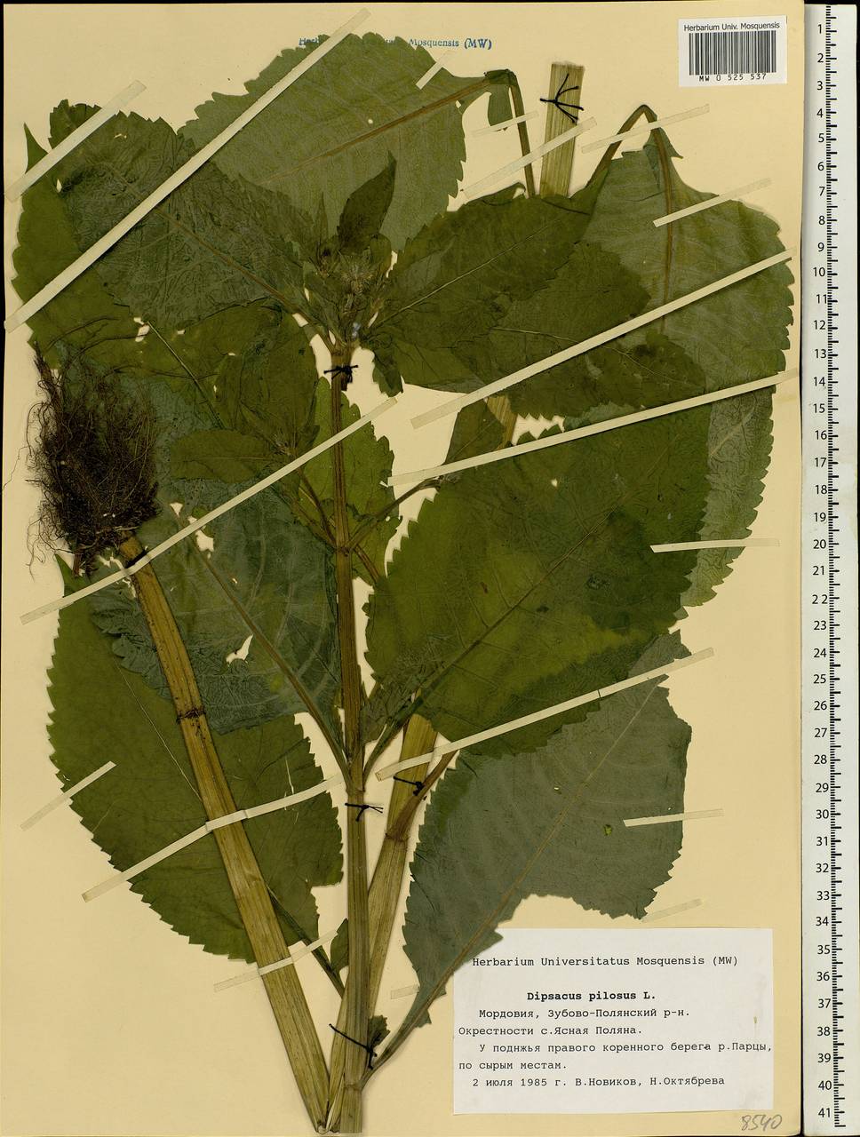 Dipsacus pilosus L., Eastern Europe, Middle Volga region (E8) (Russia)