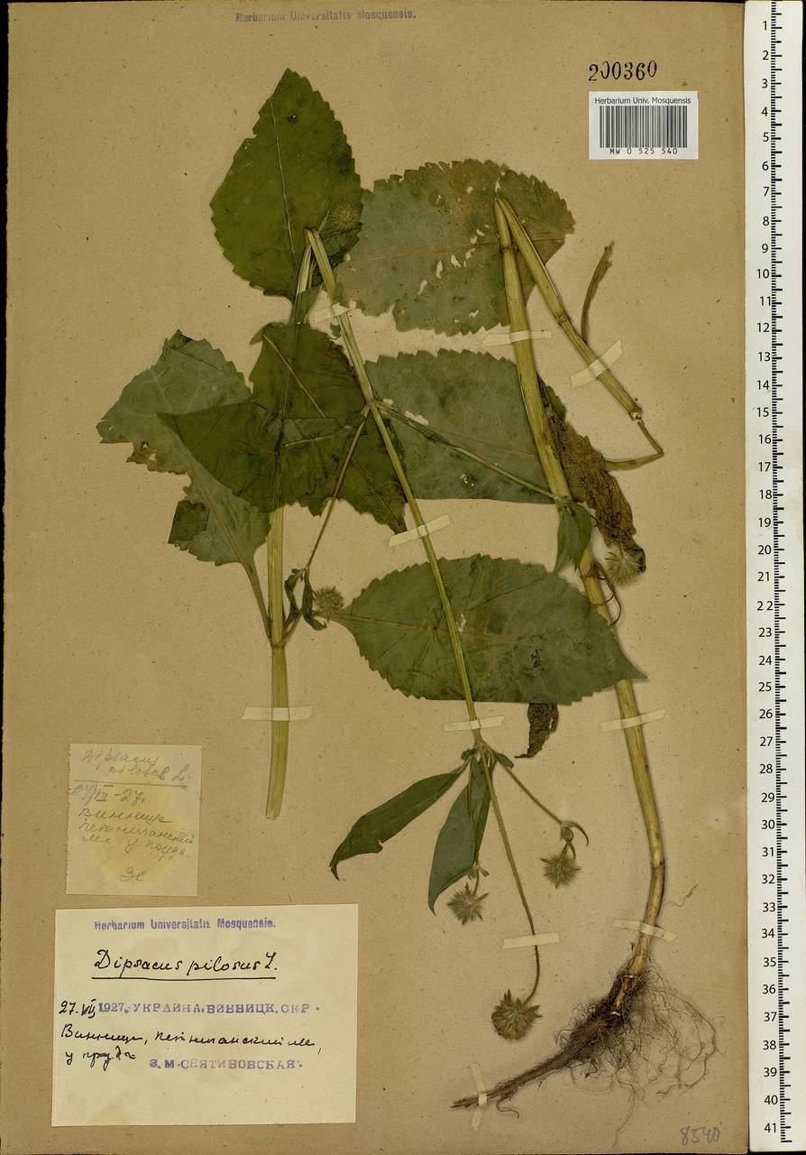 Dipsacus pilosus L., Eastern Europe, South Ukrainian region (E12) (Ukraine)