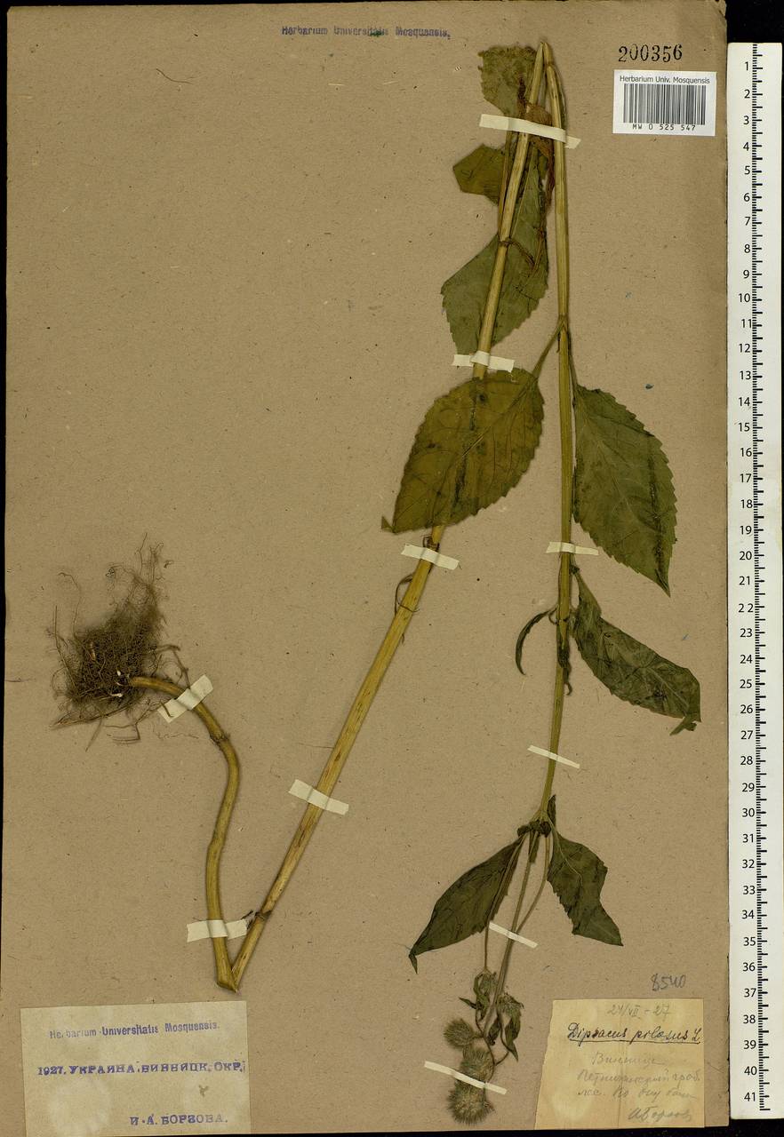 Dipsacus pilosus L., Eastern Europe, South Ukrainian region (E12) (Ukraine)