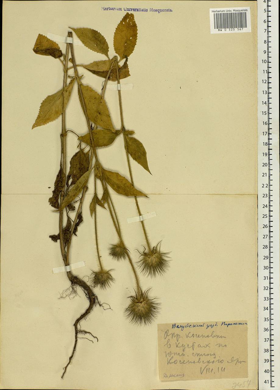 Dipsacus strigosus Willd., Eastern Europe, Central forest-and-steppe region (E6) (Russia)