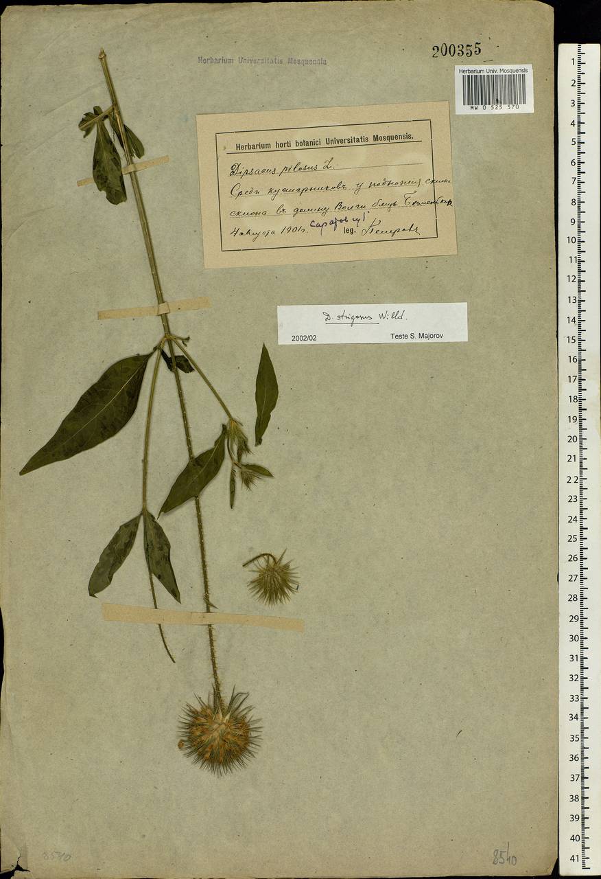 Dipsacus strigosus Willd., Eastern Europe, Lower Volga region (E9) (Russia)