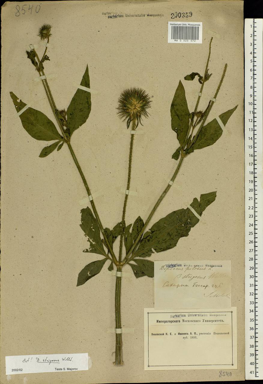 Dipsacus fullonum L., Eastern Europe, South Ukrainian region (E12) (Ukraine)