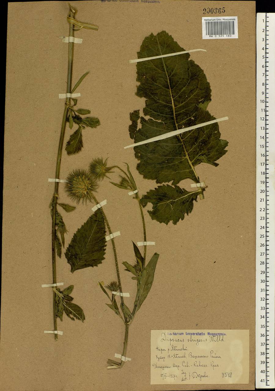 Dipsacus fullonum L., Eastern Europe, Rostov Oblast (E12a) (Russia)