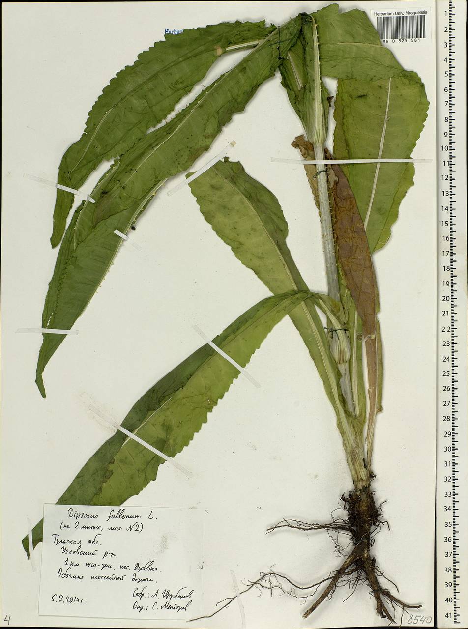 Dipsacus fullonum L., Eastern Europe, Central region (E4) (Russia)