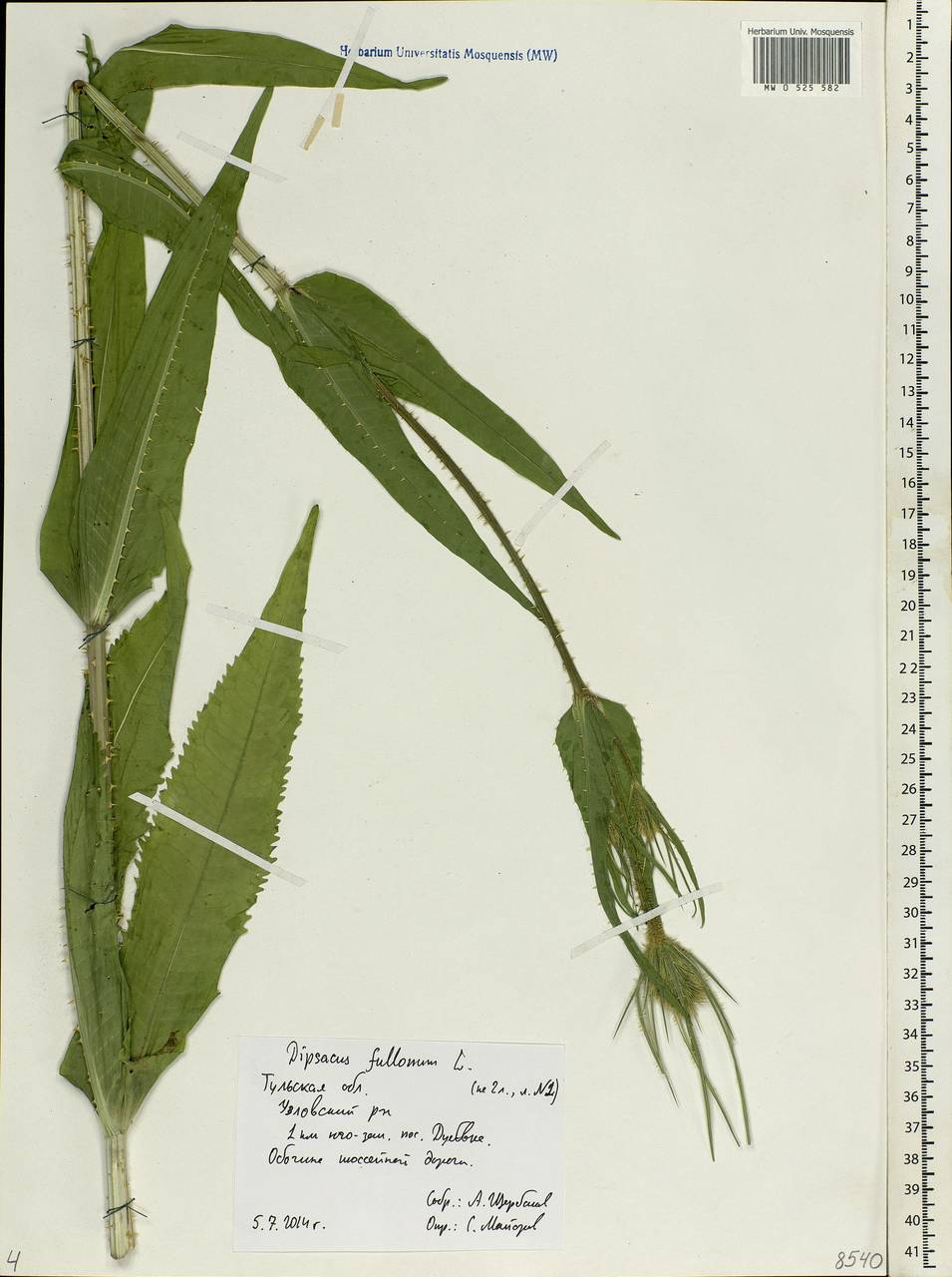 Dipsacus fullonum L., Eastern Europe, Central region (E4) (Russia)