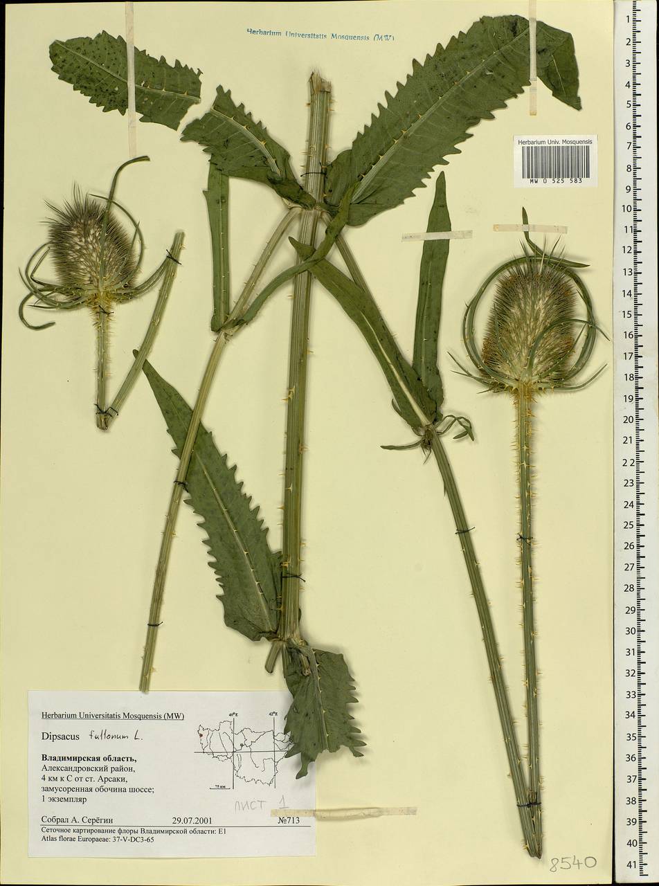 Dipsacus fullonum L., Eastern Europe, Central region (E4) (Russia)