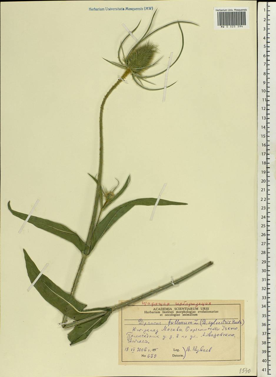 Dipsacus fullonum L., Eastern Europe, Moscow region (E4a) (Russia)