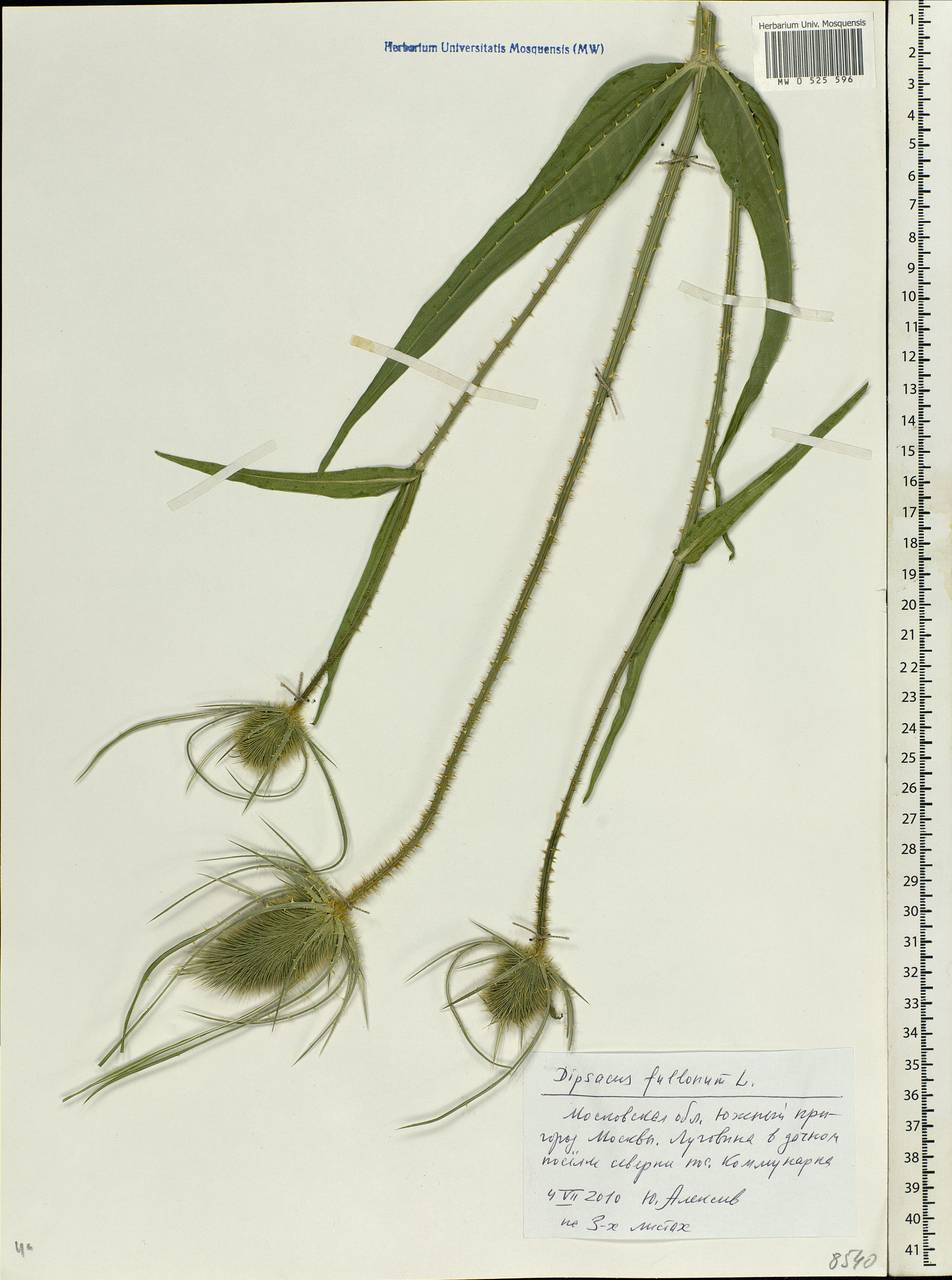 Dipsacus fullonum L., Eastern Europe, Moscow region (E4a) (Russia)