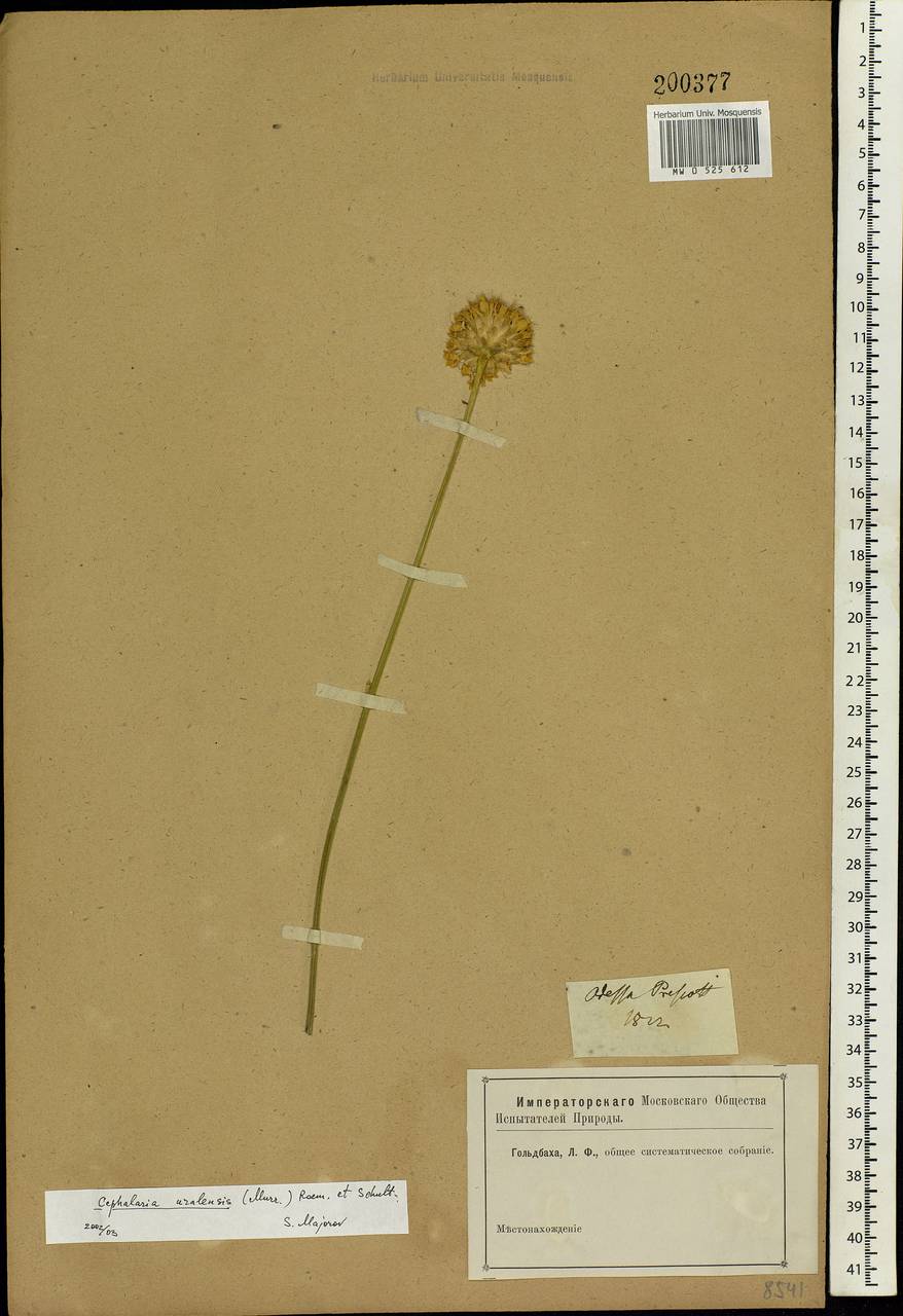 Cephalaria, Eastern Europe, South Ukrainian region (E12) (Ukraine)