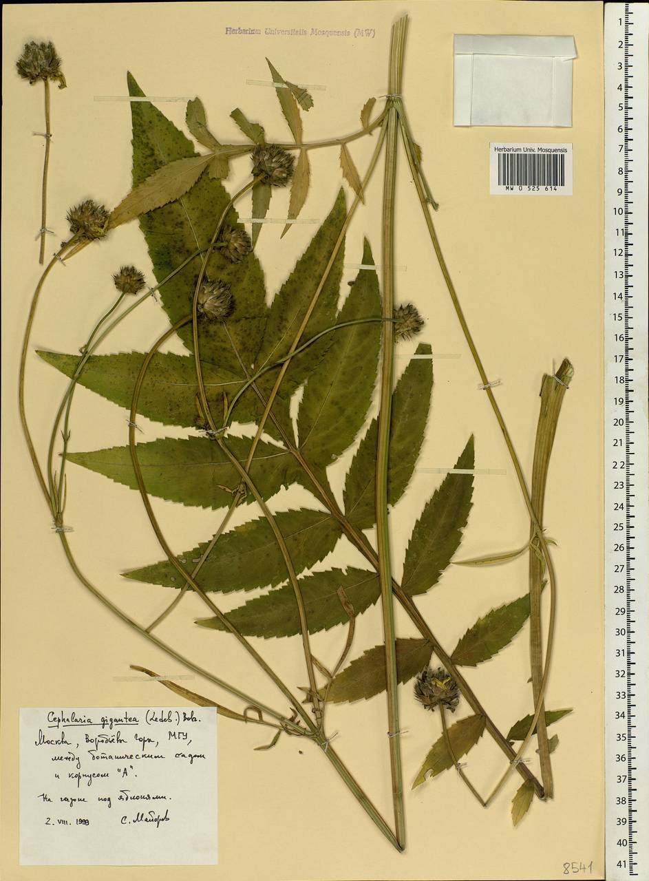 Cephalaria gigantea (Ledeb.) Bobrov, Eastern Europe, Moscow region (E4a) (Russia)