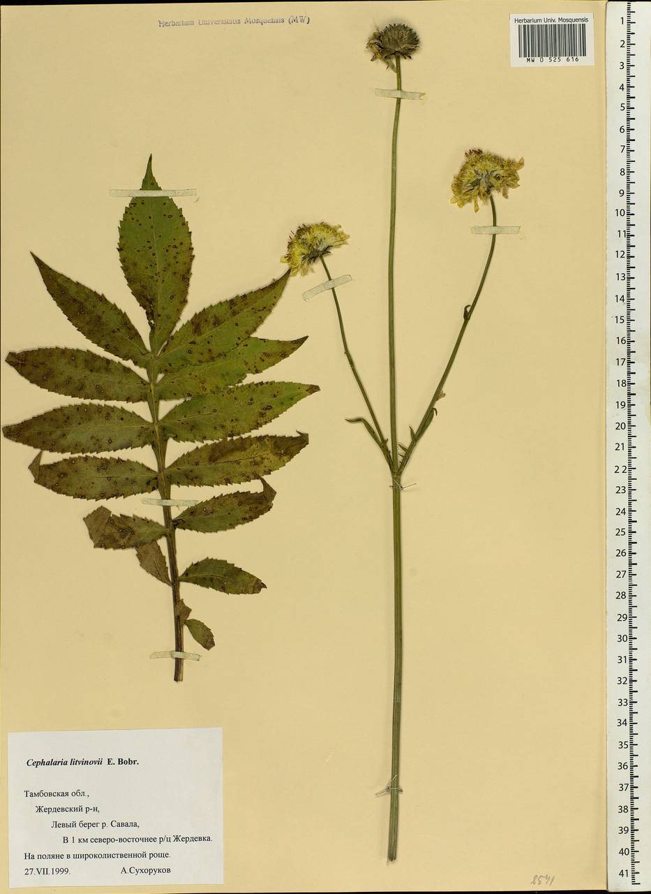 Cephalaria litvinovii Bobrov, Eastern Europe, Central forest-and-steppe region (E6) (Russia)