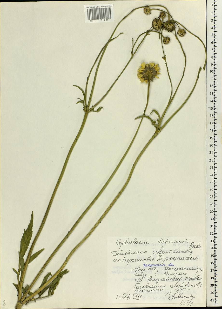 Cephalaria litvinovii Bobrov, Eastern Europe, Middle Volga region (E8) (Russia)