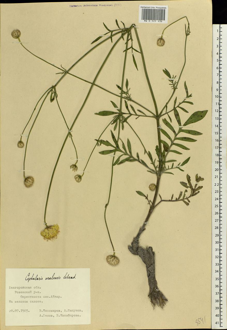 Cephalaria uralensis (Murray) Roem. & Schult., Eastern Europe, Central forest-and-steppe region (E6) (Russia)