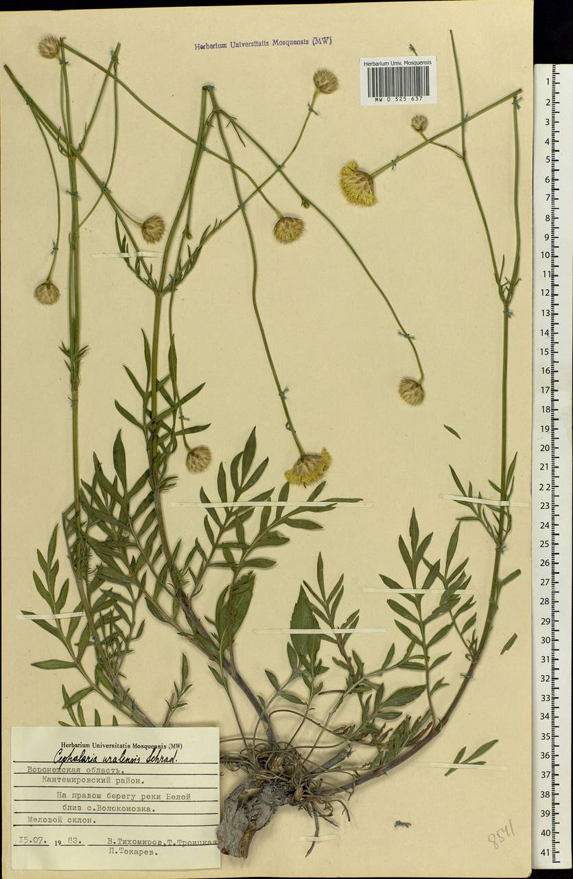 Cephalaria uralensis (Murray) Roem. & Schult., Eastern Europe, Central forest-and-steppe region (E6) (Russia)