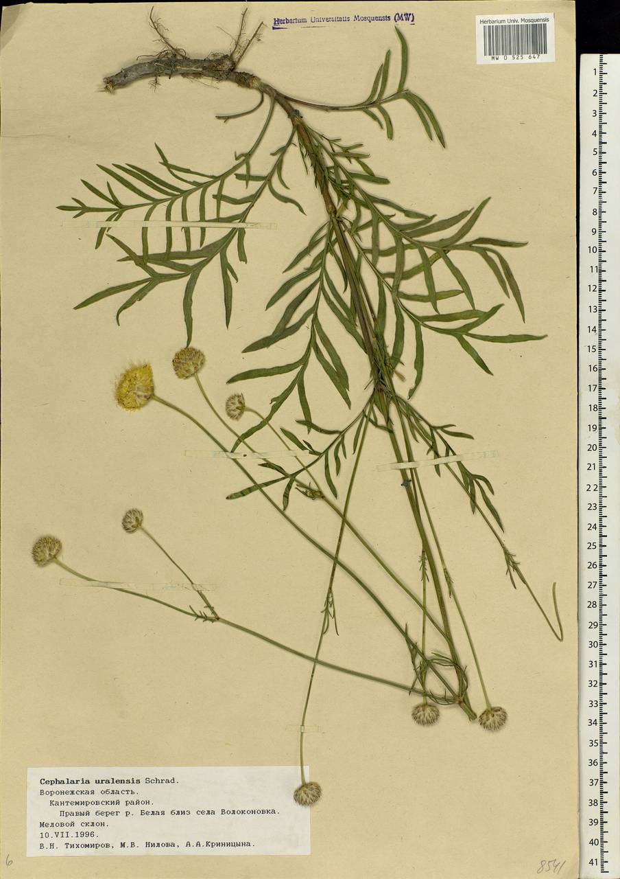 Cephalaria uralensis (Murray) Roem. & Schult., Eastern Europe, Central forest-and-steppe region (E6) (Russia)