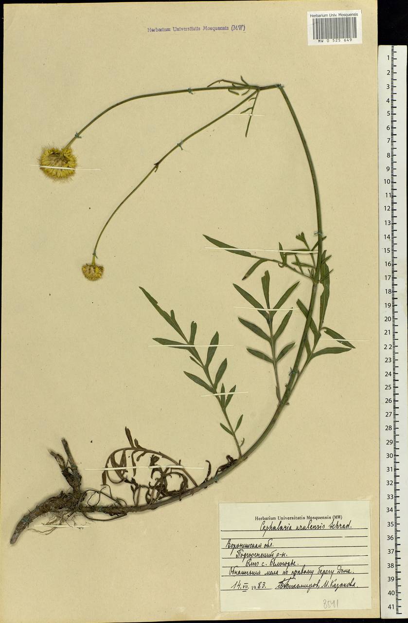 Cephalaria uralensis (Murray) Roem. & Schult., Eastern Europe, Central forest-and-steppe region (E6) (Russia)