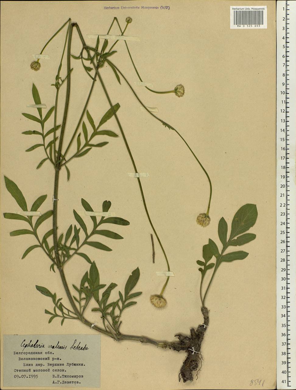 Cephalaria uralensis (Murray) Roem. & Schult., Eastern Europe, Central forest-and-steppe region (E6) (Russia)