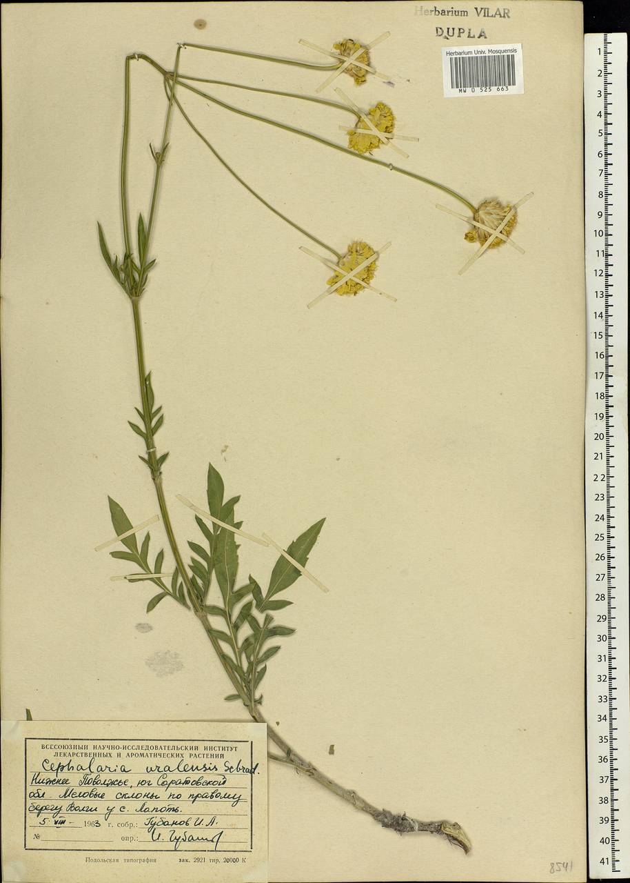 Cephalaria uralensis (Murray) Roem. & Schult., Eastern Europe, Lower Volga region (E9) (Russia)