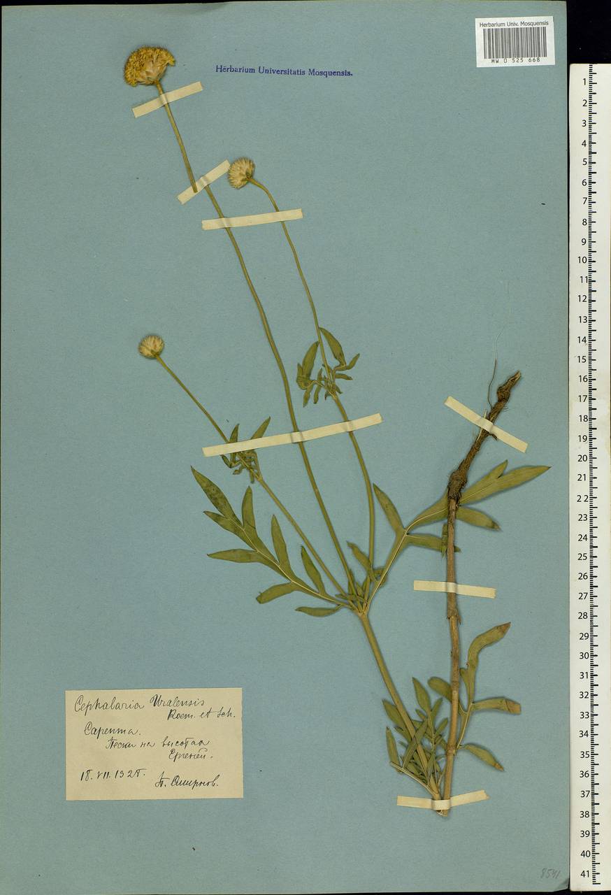 Cephalaria uralensis (Murray) Roem. & Schult., Eastern Europe, Lower Volga region (E9) (Russia)