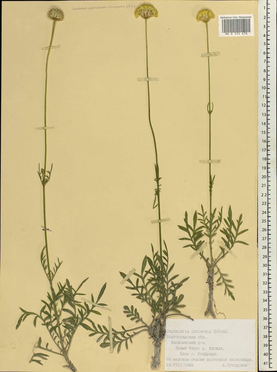 Cephalaria uralensis (Murray) Roem. & Schult., Eastern Europe, Lower Volga region (E9) (Russia)