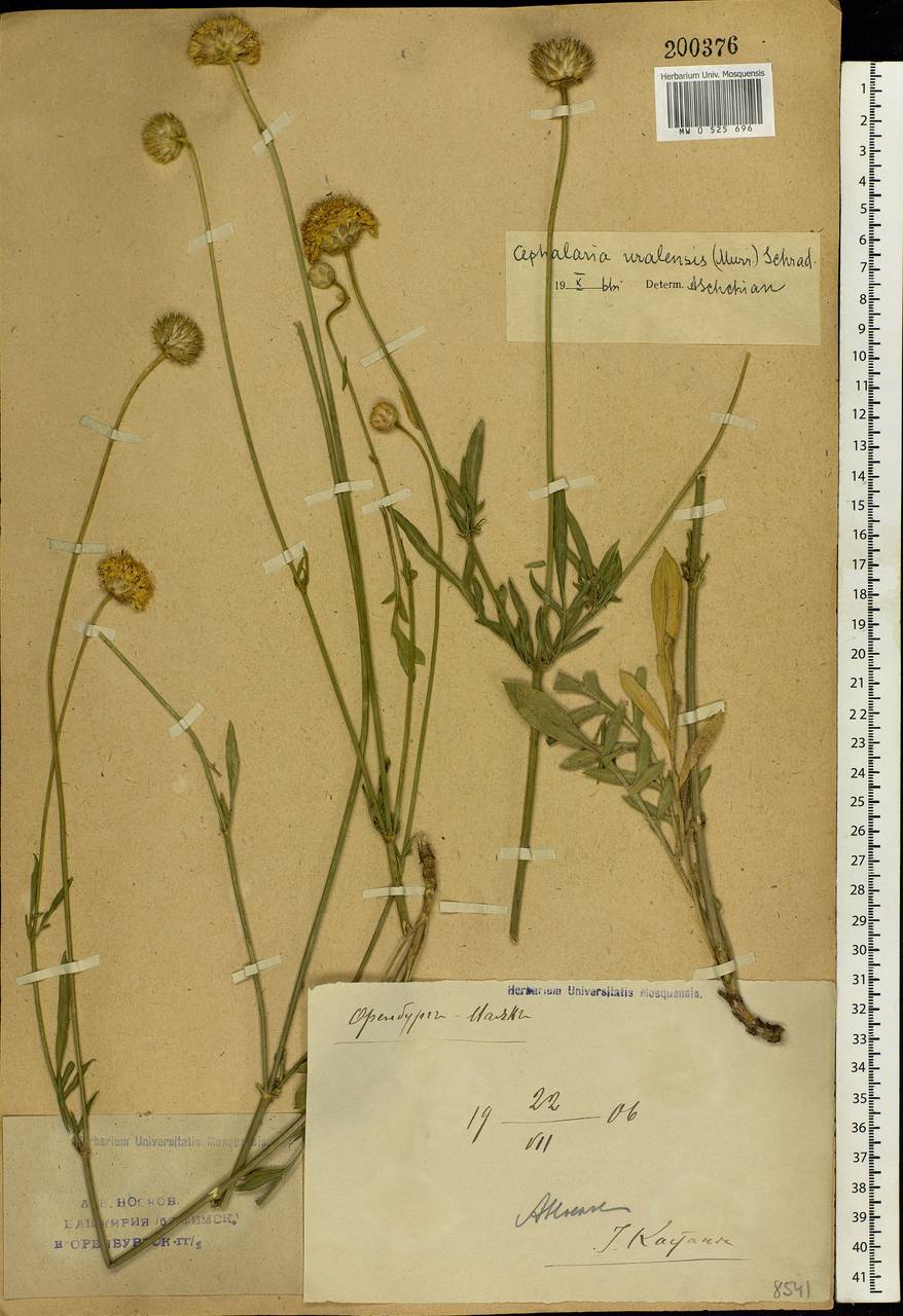 Cephalaria uralensis (Murray) Roem. & Schult., Eastern Europe, Eastern region (E10) (Russia)