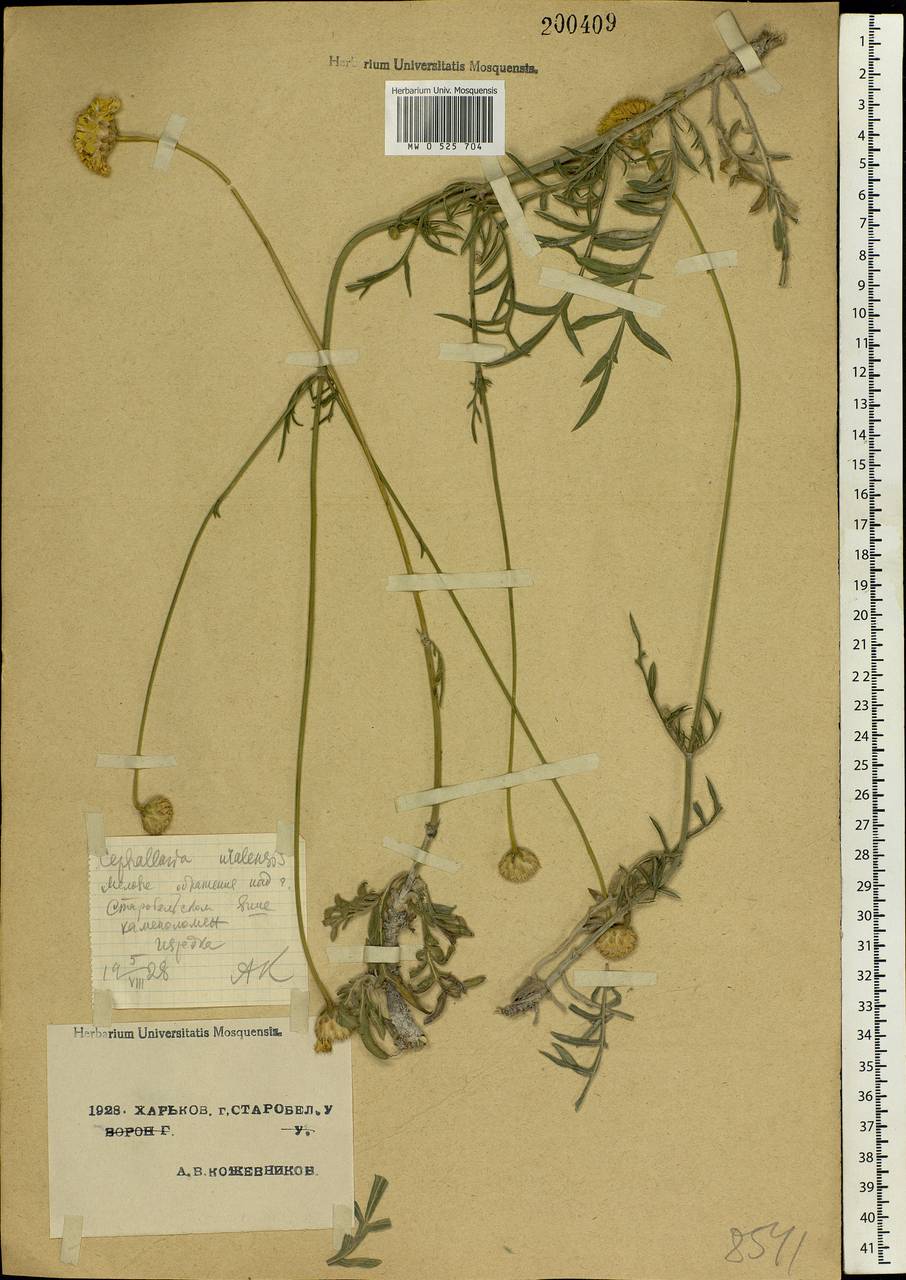 Cephalaria uralensis (Murray) Roem. & Schult., Eastern Europe, North Ukrainian region (E11) (Ukraine)