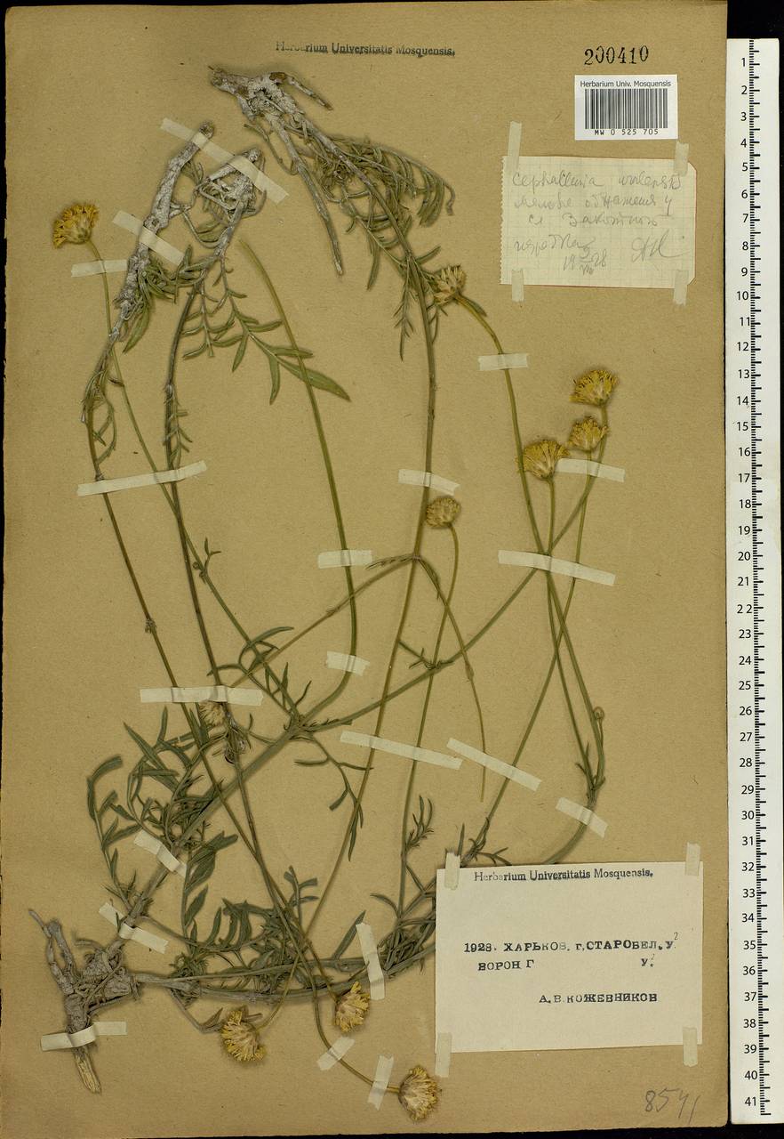 Cephalaria uralensis (Murray) Roem. & Schult., Eastern Europe, North Ukrainian region (E11) (Ukraine)