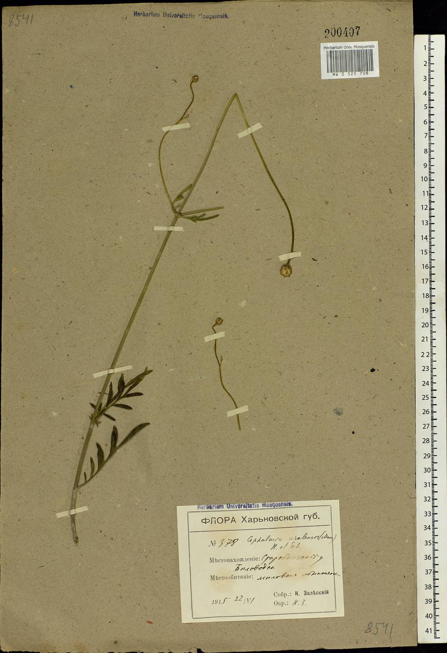 Cephalaria uralensis (Murray) Roem. & Schult., Eastern Europe, North Ukrainian region (E11) (Ukraine)