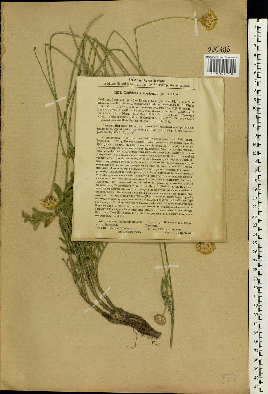 Cephalaria uralensis (Murray) Roem. & Schult., Eastern Europe, North Ukrainian region (E11) (Ukraine)