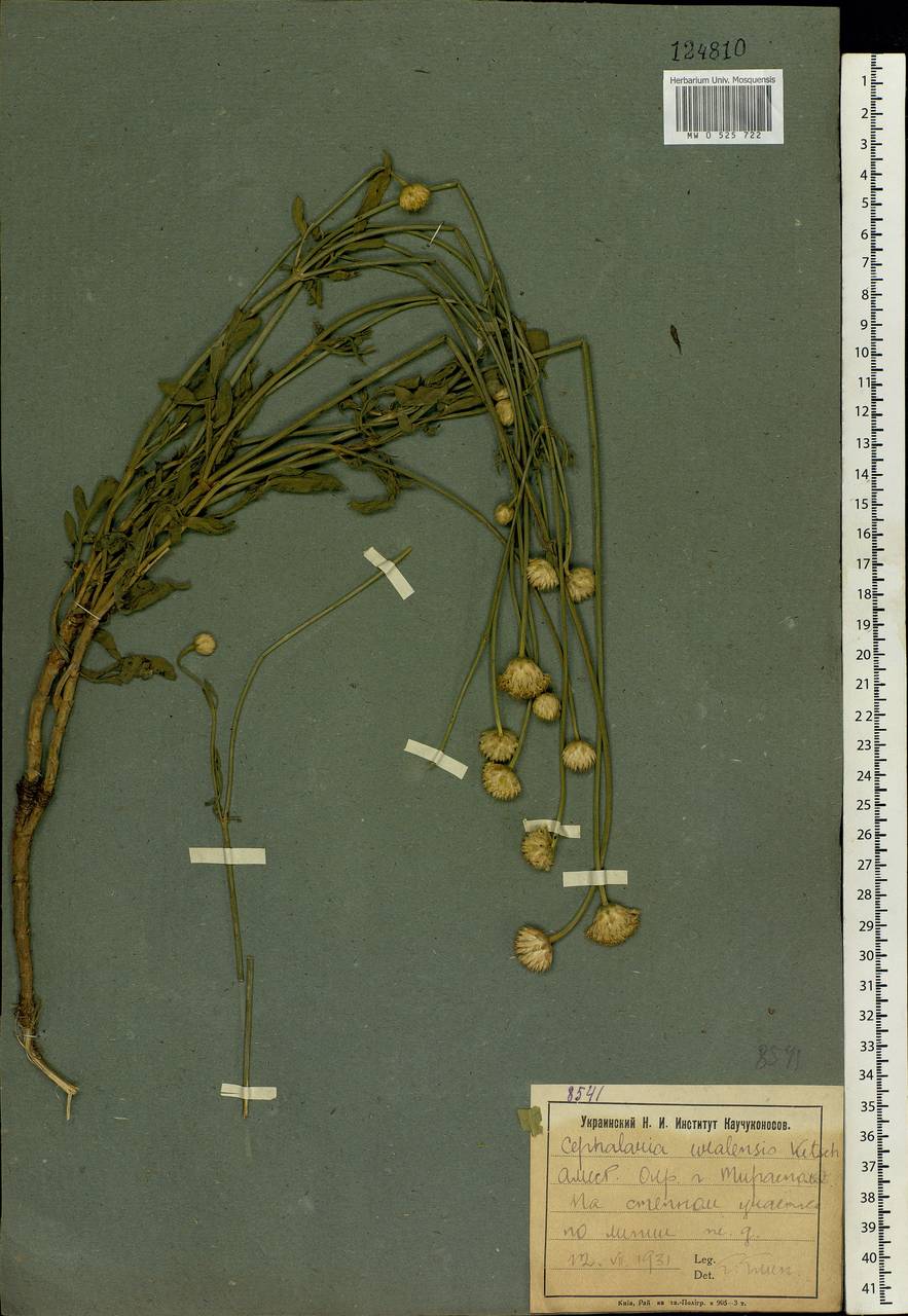 Cephalaria uralensis (Murray) Roem. & Schult., Eastern Europe, Moldova (E13a) (Moldova)