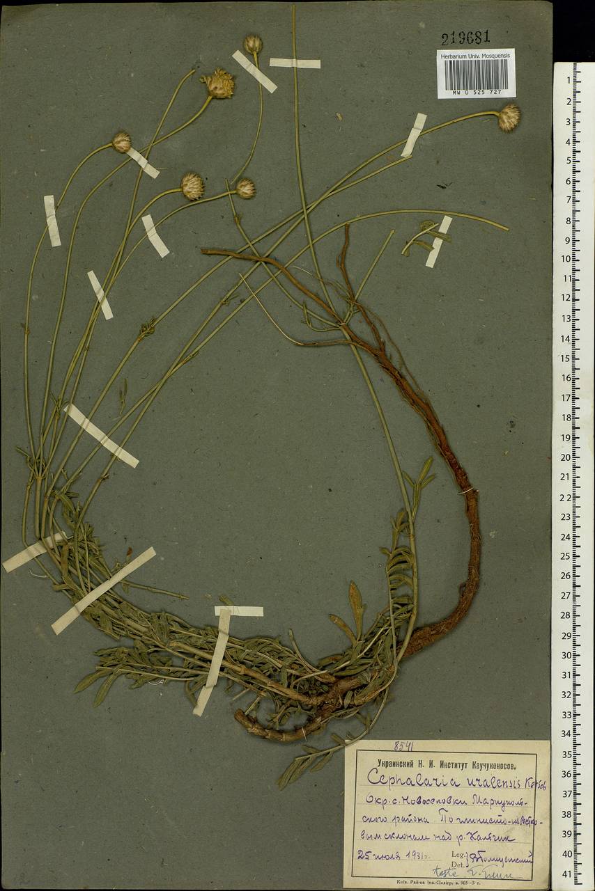 Cephalaria uralensis (Murray) Roem. & Schult., Eastern Europe, South Ukrainian region (E12) (Ukraine)