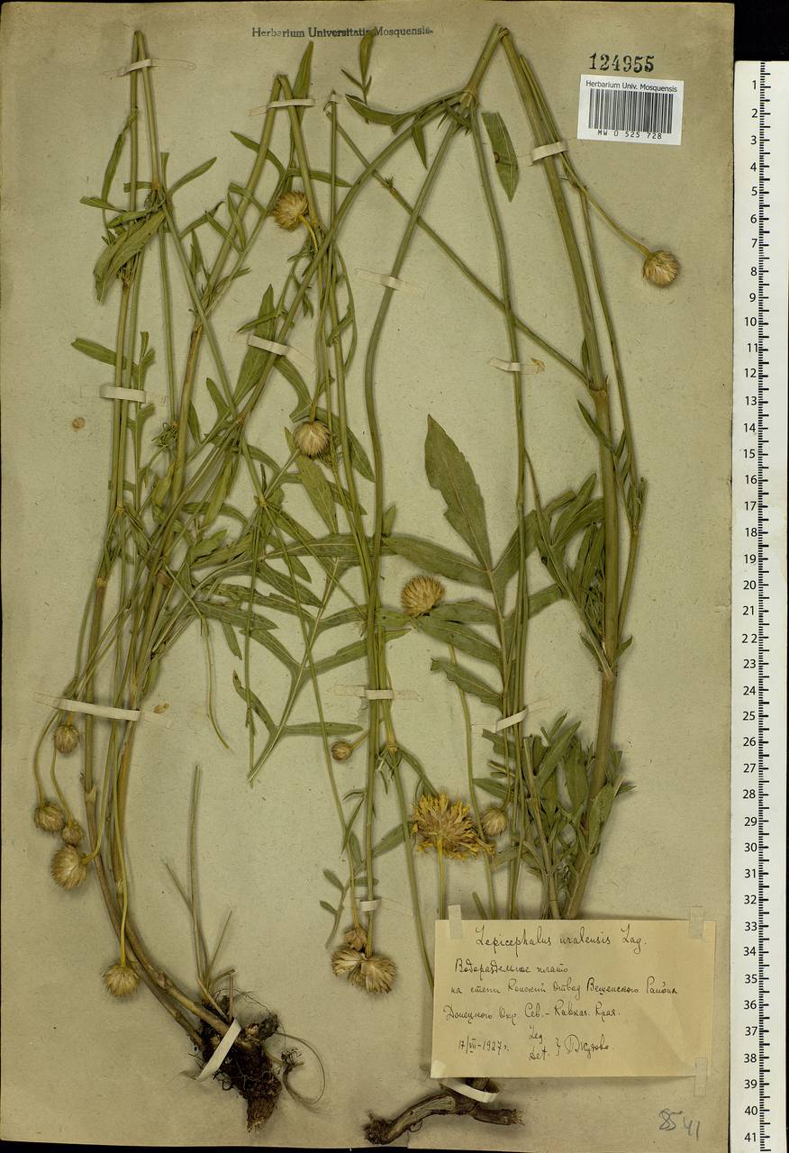 Cephalaria uralensis (Murray) Roem. & Schult., Eastern Europe, Rostov Oblast (E12a) (Russia)