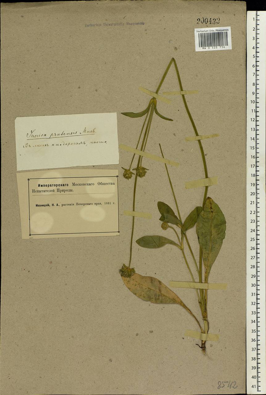 Succisa pratensis Moench, Eastern Europe, Northern region (E1) (Russia)