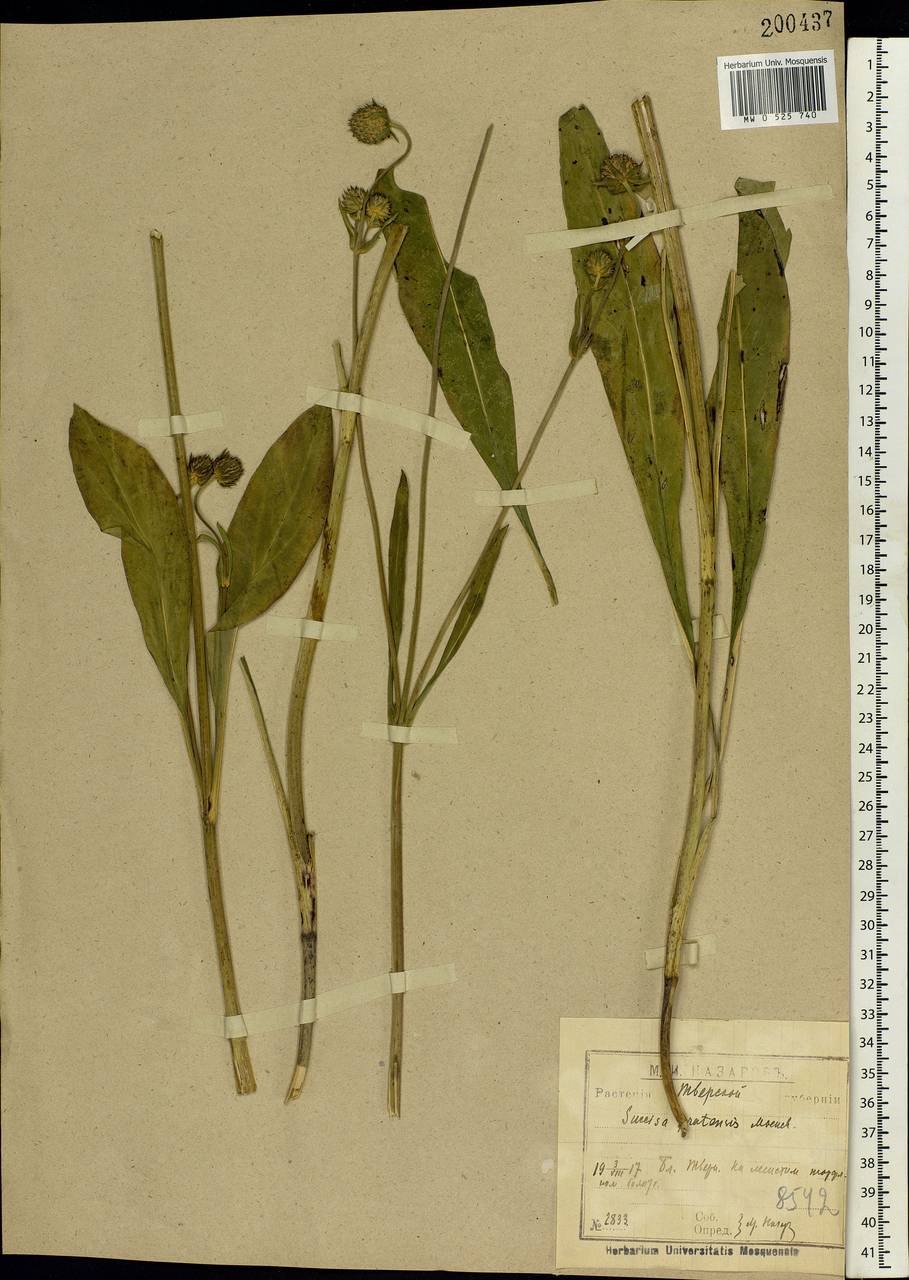 Succisa pratensis Moench, Eastern Europe, North-Western region (E2) (Russia)